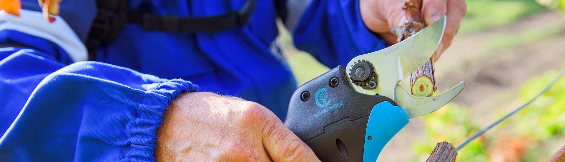 Campagnola Shears